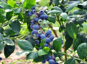 Nasza plantacja 2