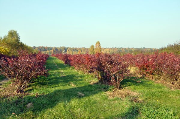 Nasza plantacja 4