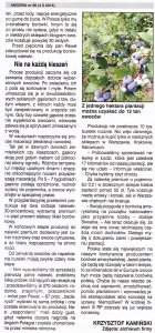 nalewka z borówki